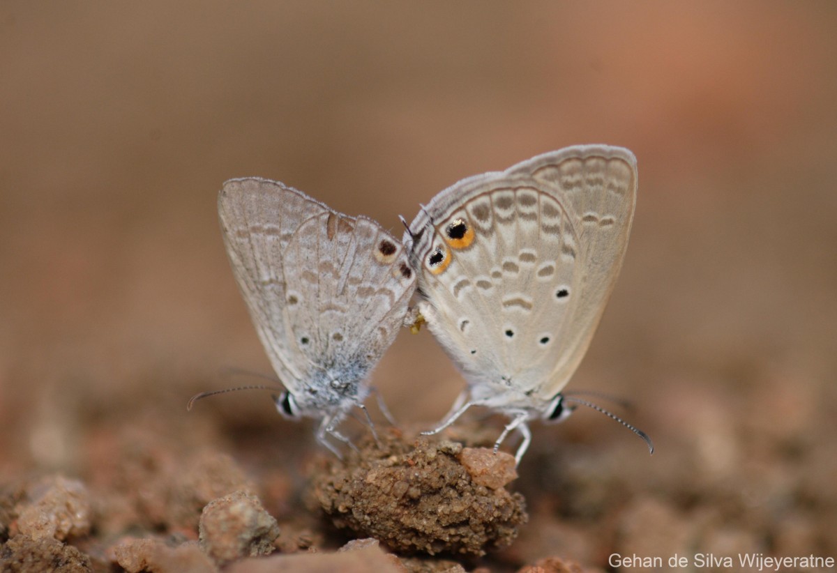 Euchrysops cnejus Fabricius, 1798